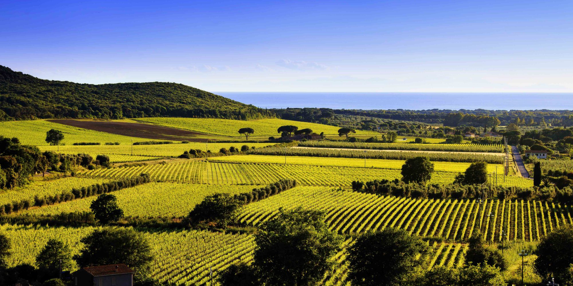 Bolgheri vineyards give us the best Super Tuscan wines, just to mention the most famous: Sassicaia.